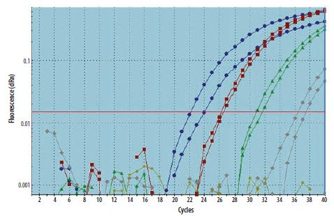 A cDNA sample was diluted through a 10-fold serial dilution and the specific template detected using duplicate qPCR for each dilution A cDNA sample was diluted through a 10-fold serial dilution and the specific template detected using duplicate qPCR for each dilution