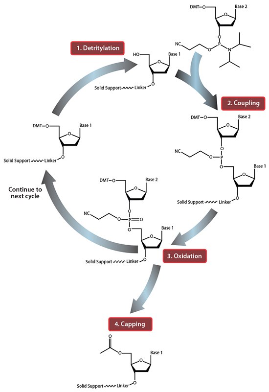 DNA figure 1 Summary of solid-phase oligonucleotide synthesis cycle