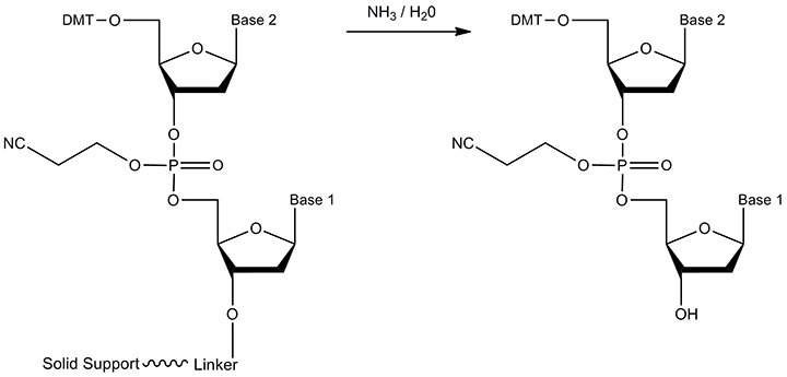 The reactant and product of cleavage The reactant and product of cleavage