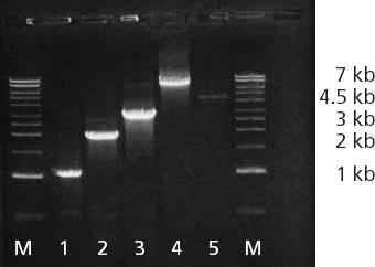 Amplification of 1, 2, 3, and 7 kb fragments and a 4.5 kb human genomic DNA using the ReadyMix Taq Amplification of 1, 2, 3, and 7 kb fragments and a 4.5 kb human genomic DNA using the ReadyMix Taq