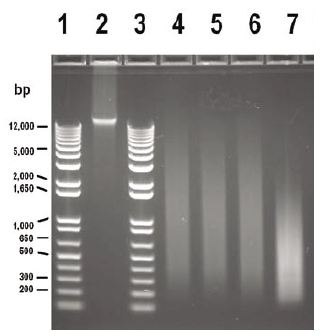 Gel Image, WGA Input Titrations Gel Image, WGA Input Titrations