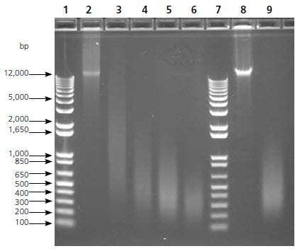 Gel Image, Sonication Time Course. Gel Image, Sonication Time Course.