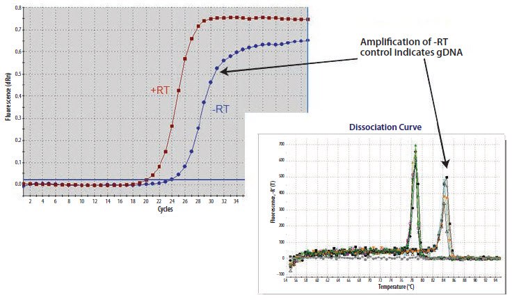 Identifying a larger amplicon that has resulted from PCR of gDNA.  Identifying a larger amplicon that has resulted from PCR of gDNA.
