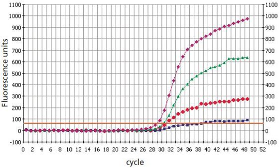 Locked Nucleic Acid Dual-Labeled Probes discriminate better than DNA Dual-Labeled Probes in SNP genotyping analysis (Reference 9). Pink) mutant DNA analysis with Locked Nucleic Acid mutant probe (16mer with 3 Locked Nucleic Acid bases). Green) mutant DNA analysis with native-state DNA mutant probe (25mer). Red) wild-type DNA with native-state DNA mutant probe (25mer). Purple) wild-type DNA with Locked Nucleic Acid mutant Probe (16mer with 3 Locked Nucleic Acid bases).  Locked Nucleic Acid Dual-Labeled Probes discriminate better than DNA Dual-Labeled Probes in SNP genotyping analysis