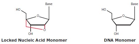 Locked Nucleic Acid and native-state DNA monomers Locked Nucleic Acid and native-state DNA monomers