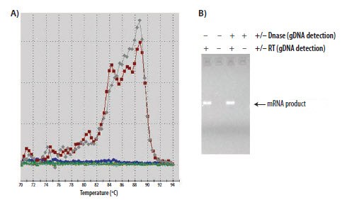 A melt profile and B) agarose gel analysis of a SYBR green I reaction A melt profile and B) agarose gel analysis of a SYBR green I reaction