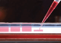 REDTaq dye migrates like a 125 bp fragment and eliminates the need for loading buffers and tracking dyes REDTaq dye migrates like a 125 bp fragment and eliminates the need for loading buffers and tracking dyes