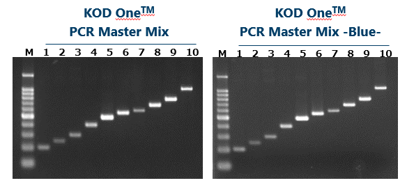 Fast PCR: Amplification time using very short cycling conditions <br><1 kb: 1 sec<br> 1-10 kb: 5 sec/kb<br> >10 kb: 10 sec/kb Fast PCR: Amplification time using very short cycling conditions