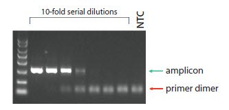 Primer dimers are evident on a gel resolution Primer dimers are evident on a gel resolution