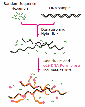 Degenerative Oligonucleotide Primer PCR Mechanism Multiple Strand Displacement (MSD)