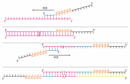 Multiple Strand Displacement (MSD) Degenerative Oligonucleotide Primer PCR Mechanism