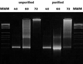 Effect of excessive cycling on impure and pure templates. Effect of excessive cycling on impure and pure templates.