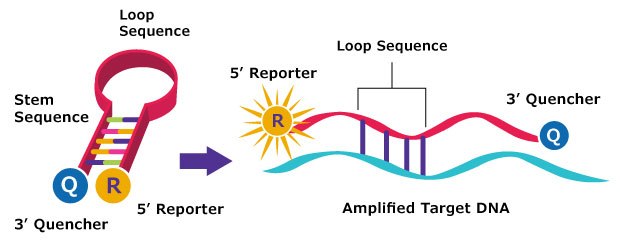Molecular Beacons Work Molecular Beacons Work
