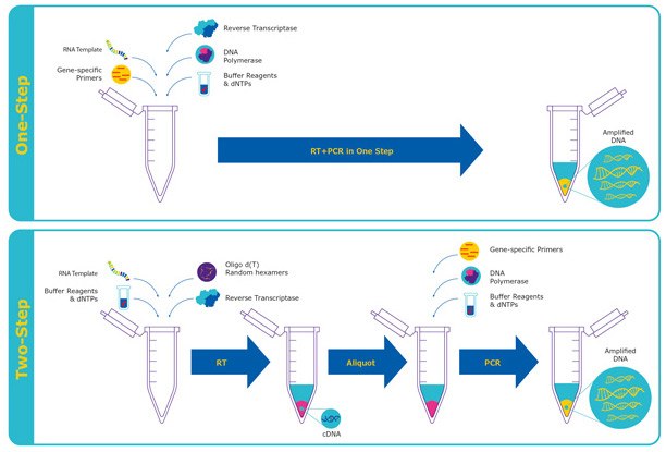 Diagram comparing one-step RT-qPCR workflow vs two-step RT-qPCR workflow.  Diagram comparing one-step RT-qPCR workflow vs two-step RT-qPCR workflow.