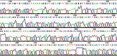 DNA sequencing chromatogram A DNA sequencing trace showing peaks for each base in the sequence. The height of each peak indicates the signal strength with higher peaks meaning increased confidence in the base call.