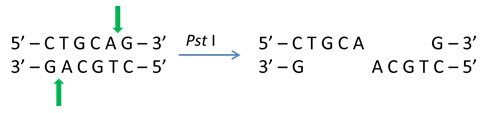 Cohesive 3' ends generated by Pst I Cohesive 3' ends generated by Pst I