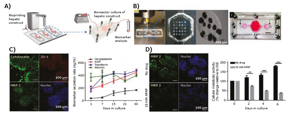 3D-bioprinted liver model 3D-bioprinted liver model