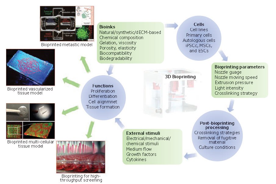 essential components and applications of 3D bioprinting The essential components and applications of 3D bioprinting