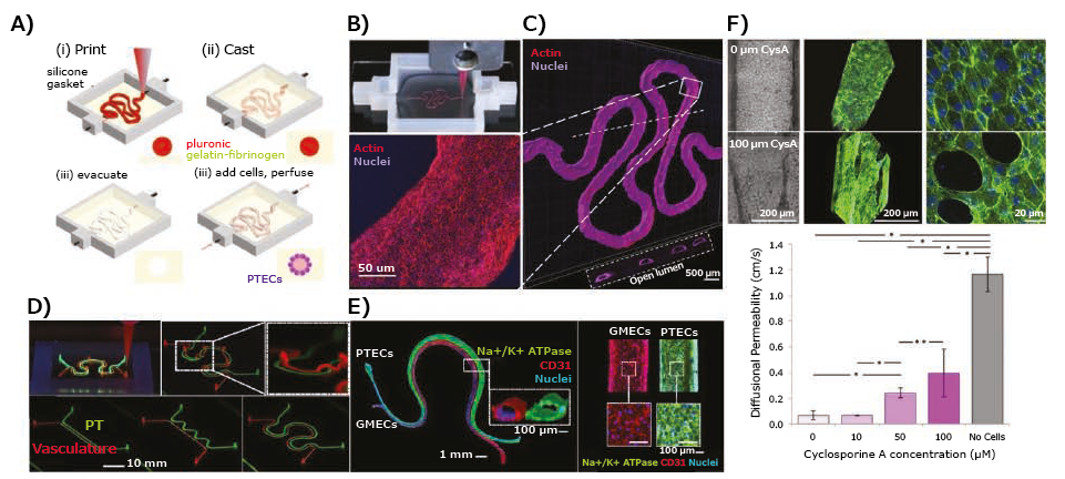 drug testing-2-n Application of 3D-bioprinted tissue models in drug testing