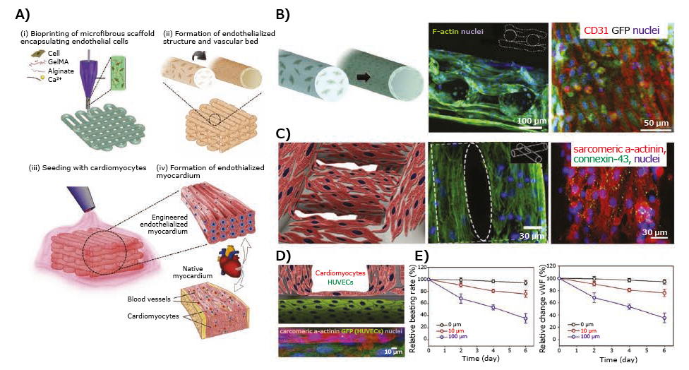 Application of 3D-bioprinted tissue models in drug testing Application of 3D-bioprinted tissue models in drug testing
