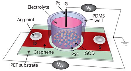 CVD graphene-based FET biosensor CVD graphene-based FET biosensor