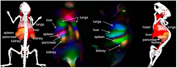 Dynamic Contrast Image of a mouse using functionalized SWNTs and Principal Component Analysis24 (Figure was adapted from reference  24) Dynamic Contrast Image of a mouse using functionalized SWNTs and Principal Component Analysis24 (Figure was adapted from reference  24)