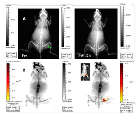 In vivo planar X-ray images In vivo planar X-ray images