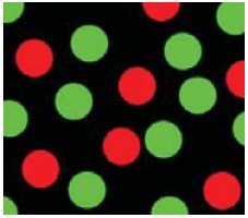 Fluorescence microscopy image of FITC-labeled MF particles and Rhodamine B-labeled MF particles Fluorescence microscopy image of FITC-labeled MF particles and Rhodamine B-labeled MF particles