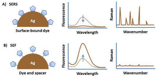 An organic fluorophore attached directly to a metal substrate typically has quenched fluorescence An organic fluorophore attached directly to a metal substrate typically has quenched fluorescence