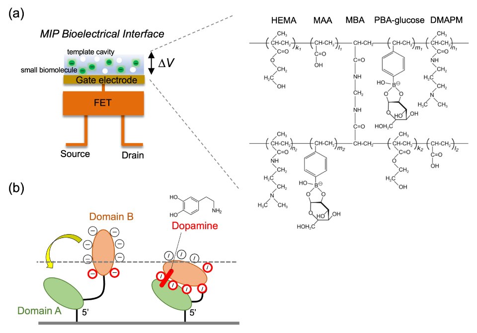 A) Conceptual structure of MIP-coated gate FET sensor. B) Detetion mechnism of dopamine with aptamer-modified gate FET sensor. The top part of the figure presents the conceptual structure of an MIP (Molecularly Imprinted Polymer)-coated gate field-effect transistor (FET) sensor. This visual representation provides insights into the design and functional aspects of the MIP-coated FET sensor, showcasing its selective and sensitive detection capabilities. The MIP coating contributes to the specificity of the sensor, making it suitable for targeted analyte detection in various applications, including biosensing, environmental monitoring, and healthcare diagnostics. The bottom part of the figure illustrates the detection mechanism of dopamine using an aptamer-modified gate field-effect transistor (FET) sensor, demonstrating dopamine binding to the negative charge near the gate surface. This depiction provides valuable insights into the functional operation of the aptamer-modified FET sensor, emphasizing its ability to selectively bind and detect dopamine, a crucial neurotransmitter. The visual representation effectively communicates the sensor's mechanism for dopamine detection, contributing to advancements in neurochemical sensing, neurobiology, and biomedical research.