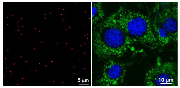confocal-microscopy-figure-2 Confocal microscopy