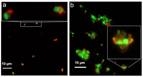 Images of coupled sub-micron biotinylated FNDs containing NVN centers (green) and streptavidin functionalized FNDs containing NV centers (red), comparing a) 30 minute incubation time and b) overnight incubation. Images of coupled sub-micron biotinylated FNDs containing NVN centers (green) and streptavidin functionalized FNDs containing NV centers (red), comparing a) 30 minute incubation time and b) overnight incubation.