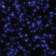 dark-field-microscopy dark-field-microscopy