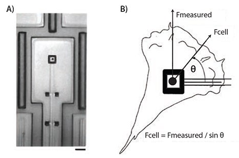 A micropad attached to a cantilever in a micromachined device used for studying cellular traction forces. Scale bar represents 10 μm A micropad attached to a cantilever in a micromachined device used for studying cellular traction forces. Scale bar represents 10 μm