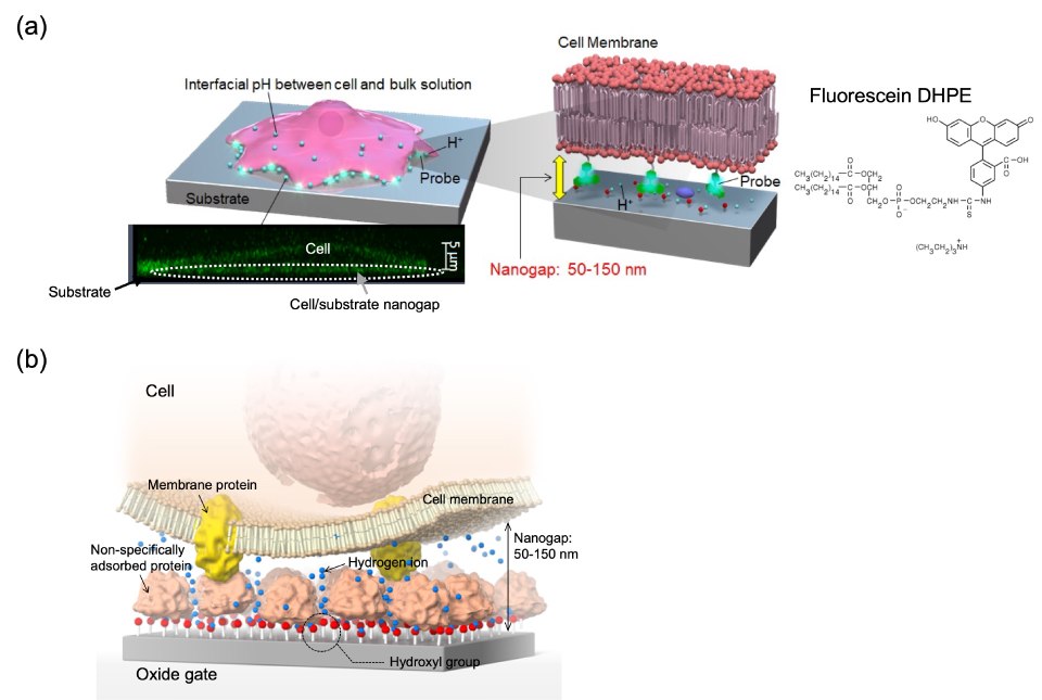 A) Schematic illustration of hydrogen ion behaviour around cell cultured on substrate. The phospholipid fluorescein was used as an extracellular pH indicator (Probe) and fixed to the plasma membrane on the external side of a cell. B) Schematic illustration of cell/gate nanogap interface. The top part of the figure presents a schematic illustration depicting the behavior of hydrogen ions around a cell cultured on a substrate. It highlights the use of phospholipid fluorescein as an extracellular pH indicator (Probe), fixed to the plasma membrane's external side. This visualization provides insights into the spatial distribution and behavior of hydrogen ions near the cell's extracellular environment, offering valuable information for understanding cellular processes, pH regulation, and the interaction between cells and their microenvironment. The bottom part of the figure emphasizes the schematic illustration of the cell/gate nanogap interface, with a focus on membrane proteins. This visualization highlights the interface between the cell and the gate at the nanoscale, emphasizing the role of membrane proteins in mediating interactions and signal transduction. The detailed depiction provides valuable insights into the nanoscale architecture and functional dynamics of the cell/gate interface, contributing to advancements in biosensing, cellular electrophysiology, and bioelectronic interface design.