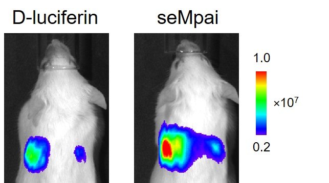 imaging-of-lung-metastasis-with-sempa imaging-of-lung-metastasis-with-sempa