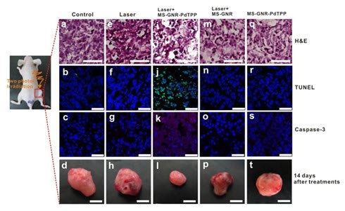 In vivo studies illustrating two-photon activated photodynamic therapy In vivo studies illustrating two-photon activated photodynamic therapy