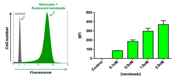 internalization-figure-4 Internalization of Aldrich fluorescent nanobeads in human primary
