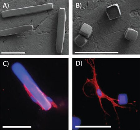 Microrods and microcubes  Microrods and microcubes