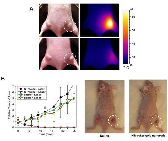 Functionalized Gold Nanorods Functionalized Gold Nanorods