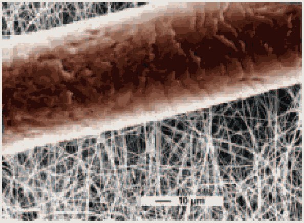 A picture of nanofibrils shown with a human hair for reference A picture of nanofibrils shown with a human hair for reference