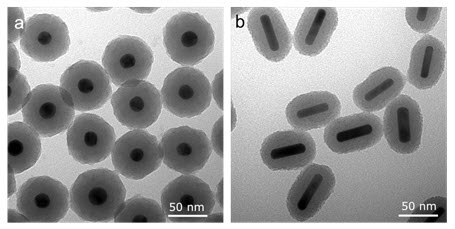 Examples of silica coated gold nanospheres and nanorods are shown in Figure 1.  Examples of silica coated gold nanospheres and nanorods are shown in Figure 1.