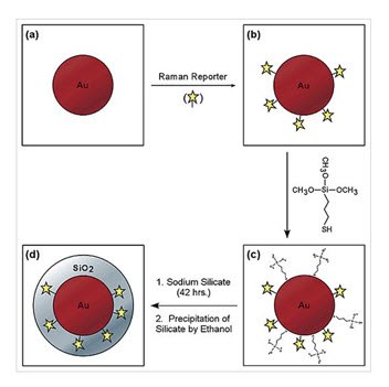 Schematic illustration of the core−shell nanoparticle structure Schematic illustration of the core−shell nanoparticle structure