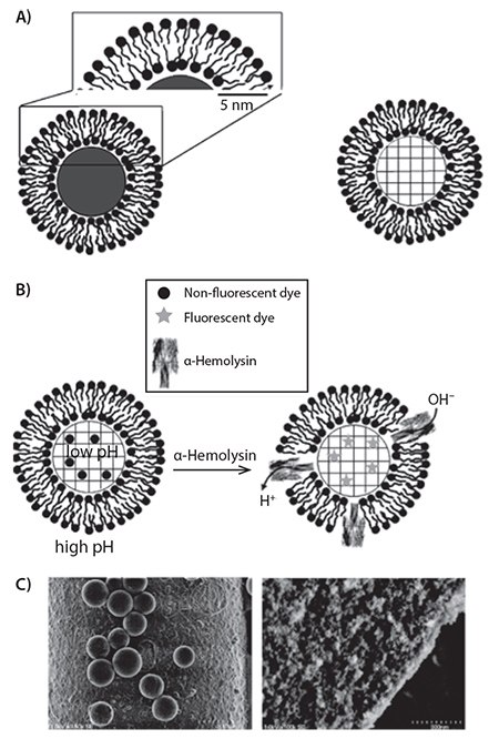 Schematic of a solid (left) or porous (right) silica microsphere Schematic of a solid (left) or porous (right) silica microsphere