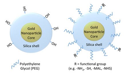 Silica-coated gold nanoparticle surface chemistry Silica-coated gold nanoparticle surface chemistry