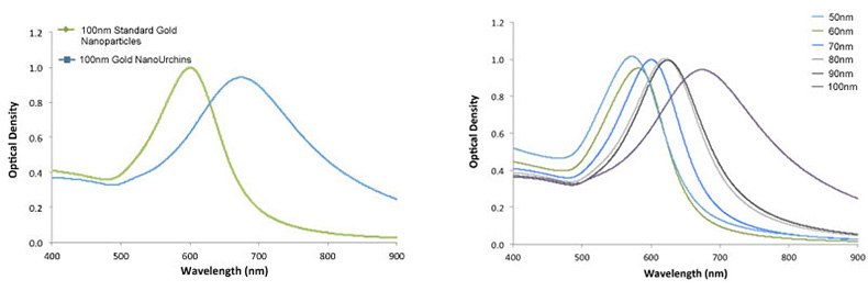 UV-VIS spectra of 100 nm Gold NanoUrchins (blue) and 100 nm standard gold nanoparticles (green). Note the red-shift in the SPR-peak. Right - UV-VIS spectra of Gold NanoUrchins ranging in size from 50nm to 100nm in diameter. UV-VIS spectra of 100 nm Gold NanoUrchins (blue) and 100 nm standard gold nanoparticles (green). Note the red-shift in the SPR-peak. Right - UV-VIS spectra of Gold NanoUrchins ranging in size from 50nm to 100nm in diameter.