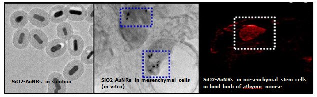 The first panel shows TEM images of SiO2-AuNRs The first panel shows TEM images of SiO2-AuNRs