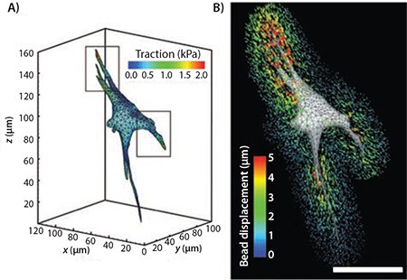 A contour plot of the magnitude of the traction forces exerted by a cell in a 3D hydrogel A contour plot of the magnitude of the traction forces exerted by a cell in a 3D hydrogel