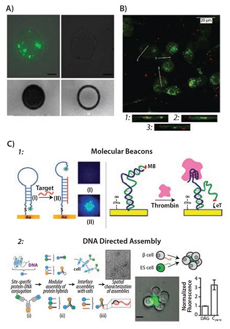Uptake of fluorescently Uptake of fluorescently
