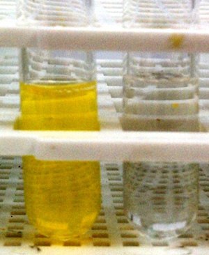 solutions with (left) and without (right) stabilizing polymer. solutions with (left) and without (right) stabilizing polymer.